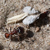 bigheaded ant