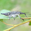 Two-spotted Weevil