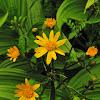 Golden Ragwort