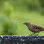 Shiny Cowbird