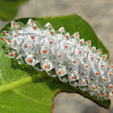 Jewel Caterpillar