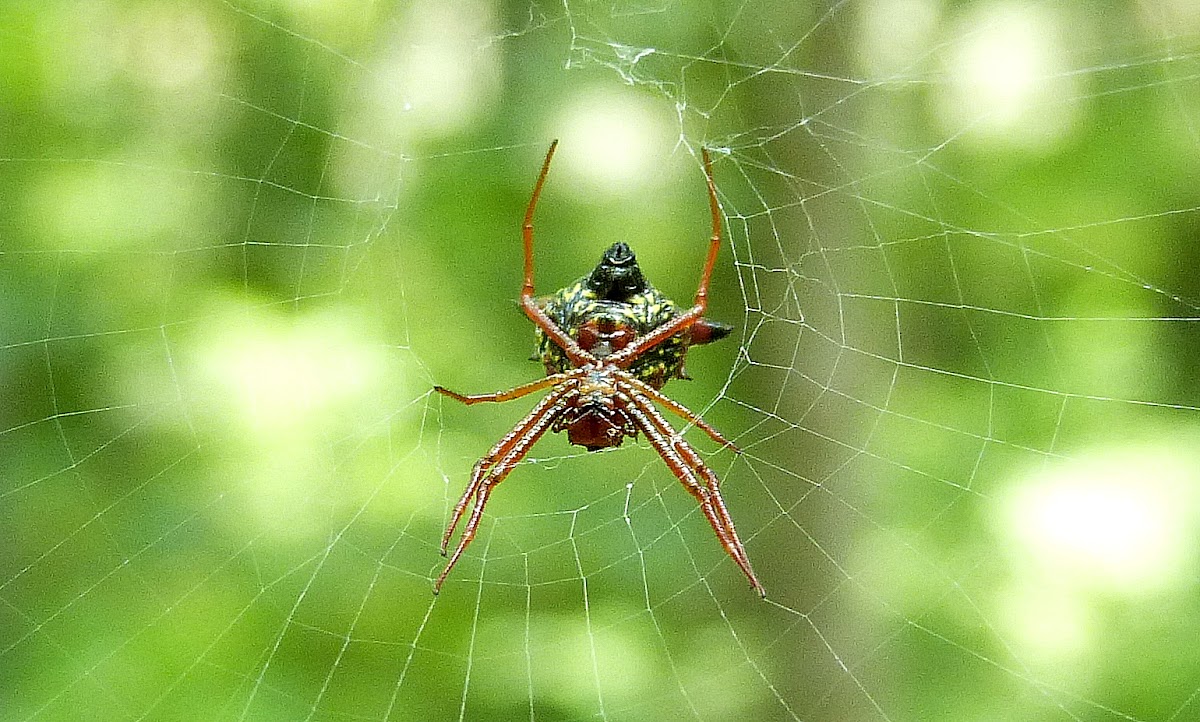 Arrowshaped Micrathena Spider