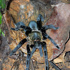 Thailand black tarantula