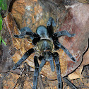 Thailand black tarantula