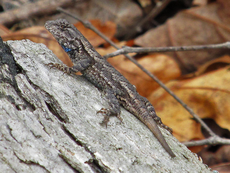 Eastern fence lizard