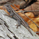Eastern fence lizard