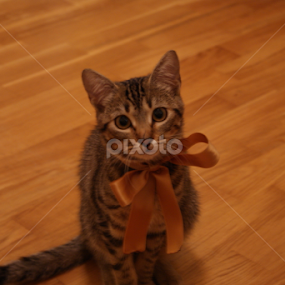 by Adrian Serrano - Animals - Cats Portraits