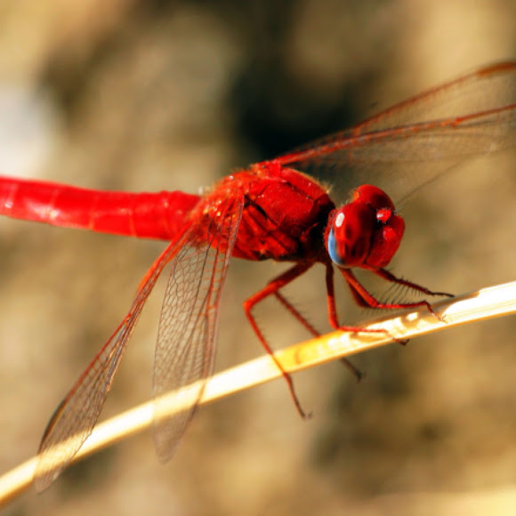 Globe Skimmer Project Noah
