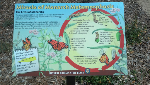 Miracle of Monarch Metamorphosis