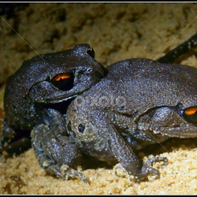 Scientific Name: Leptobrachium smithiCommon Name/s:English	-Smith's Litter Frogat LNP 17.7.2013 by Ashique Faisal - Animals Amphibians
