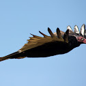 Turkey Vulture