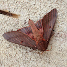 Pine Devil Moth