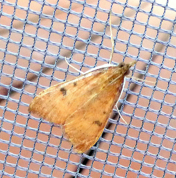 Genista Broom Moth Project Noah