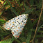 The Crotalaria Moth