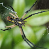 Yellow & black garden spider (ventral view)