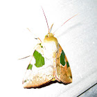 Green-marked Moth