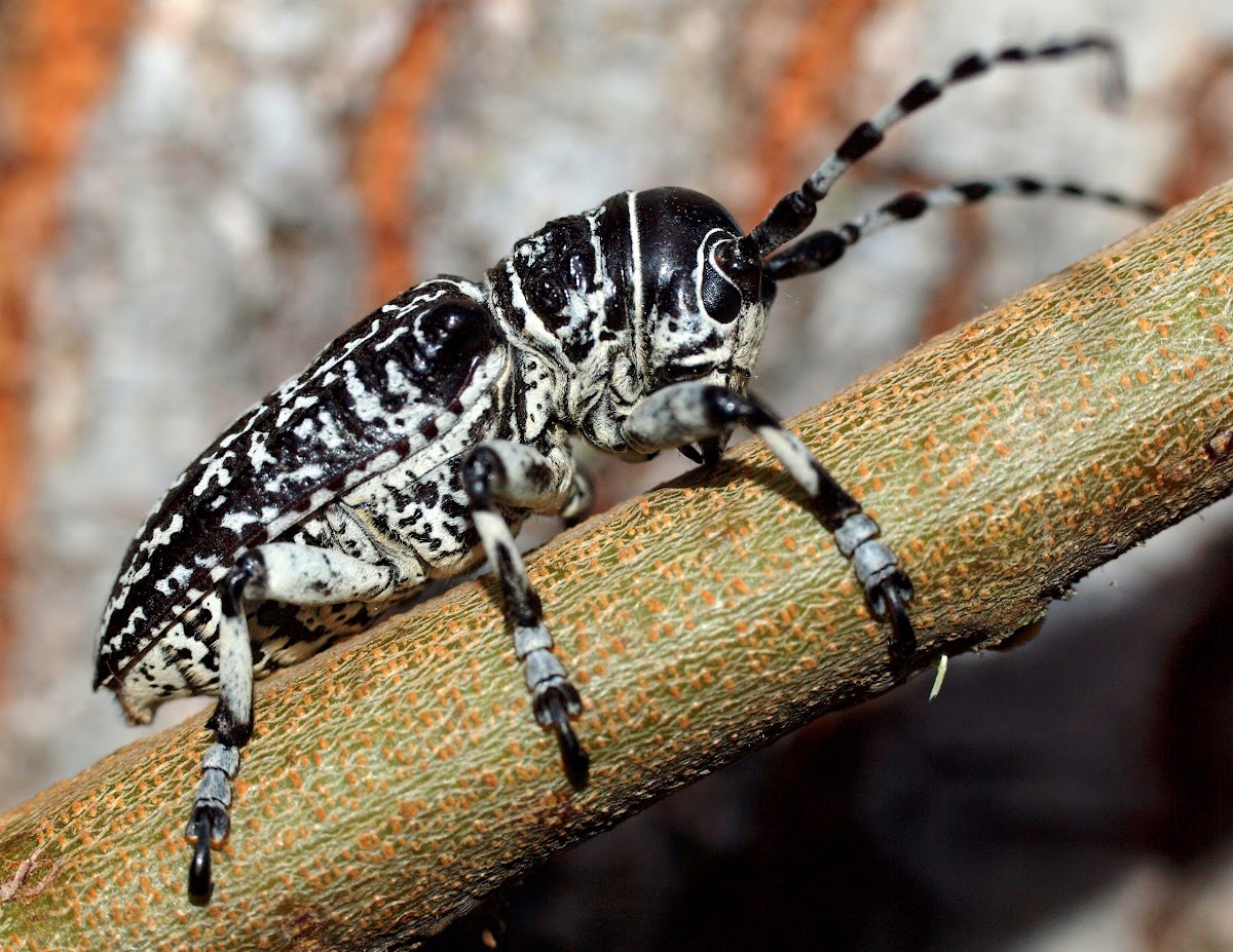 Acacia Longicorn Beetle