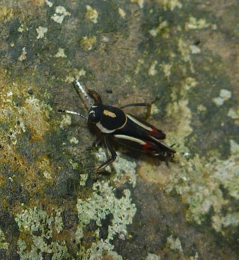 Pygmy Grasshopper
