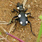 Six Spot Ground Beetle or Domino Beetle