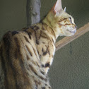 Bengal Cat