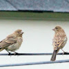 House finch