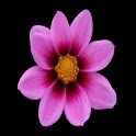Spring Wallpapers logo