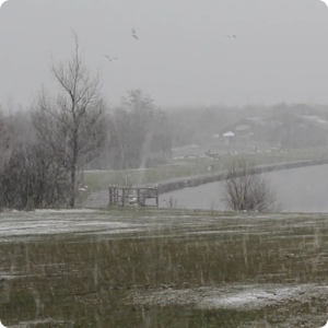 Snowing Live Wallpaper HD logo