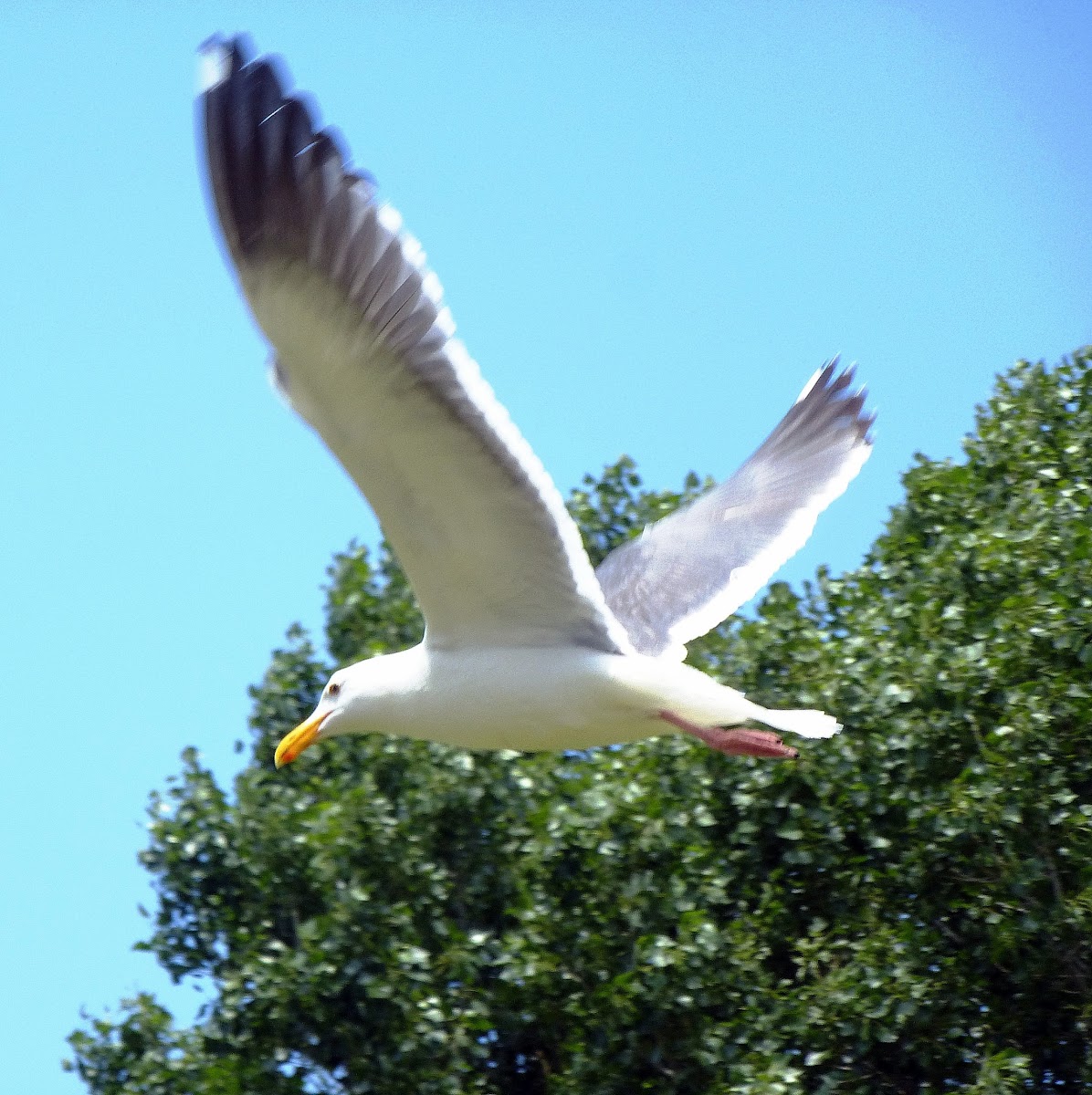 Western Gull