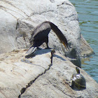 Cormorant and turtle