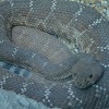 Diamond-backed Rattlesnake