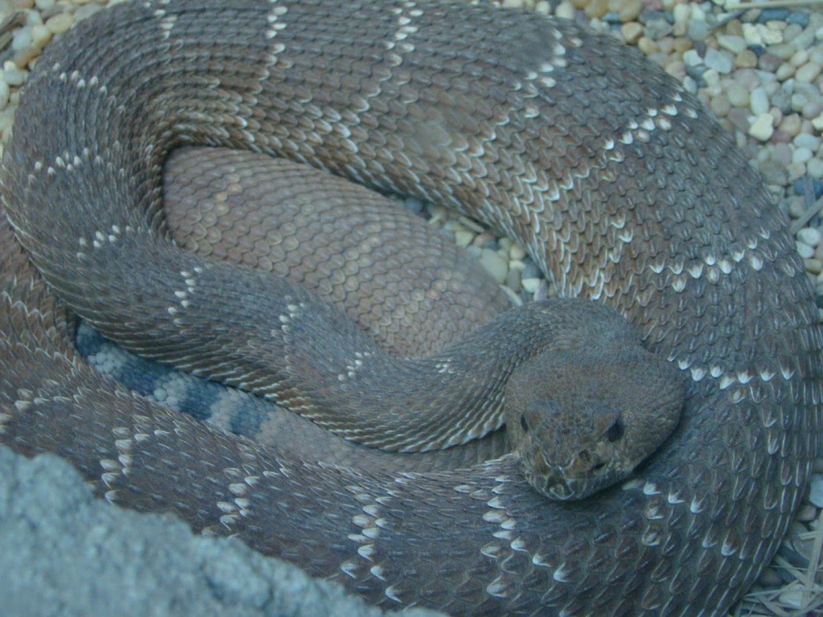 Diamond-backed Rattlesnake