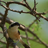 Bay-backed Shrike