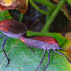 Stink Bug (Mating)