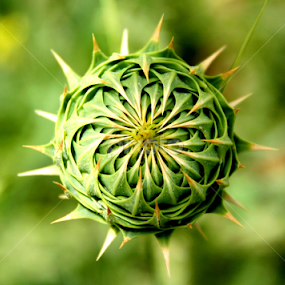 by Adnan Mirani - Nature Up Close Other plants