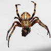 Cross Orbweaver