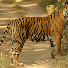 Bengal tiger