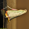 Leaf-blotch Miner Moth