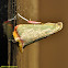 Leaf-blotch Miner Moth