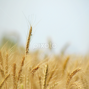 Wheat - close up by Jaspreet Lall - Nature Up Close Other Natural Objects