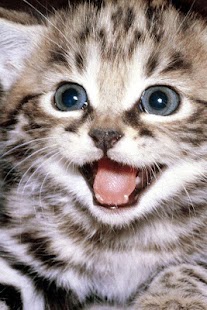 Cat Wallpaper Screenshots 5