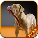 Dogs Licking Screen Live Wallpaper icon