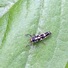 Ash Gray Lady Beetle larvae