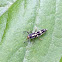Ash Gray Lady Beetle larvae