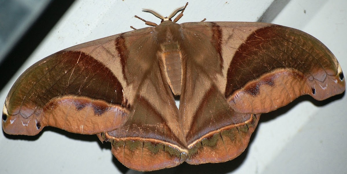 8 inch Moth