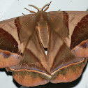 8 inch Moth