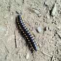 Yellow-spotted Millipede