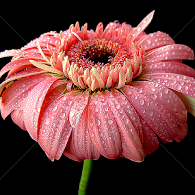 Dewy gerbera by Biljana Nikolic - Flowers Single Flower