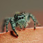 Red-backed Jumping Spider
