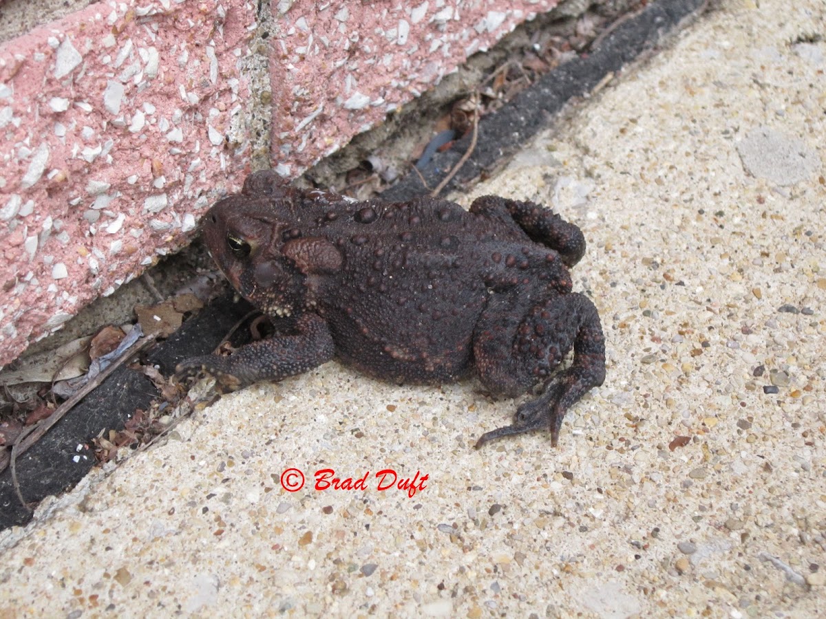 Dwarf American Toad