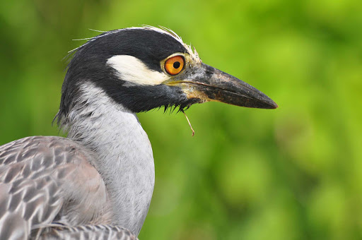 yellow-crown-heron-Bermuda - Yellow-crowned night heron in Bermuda.